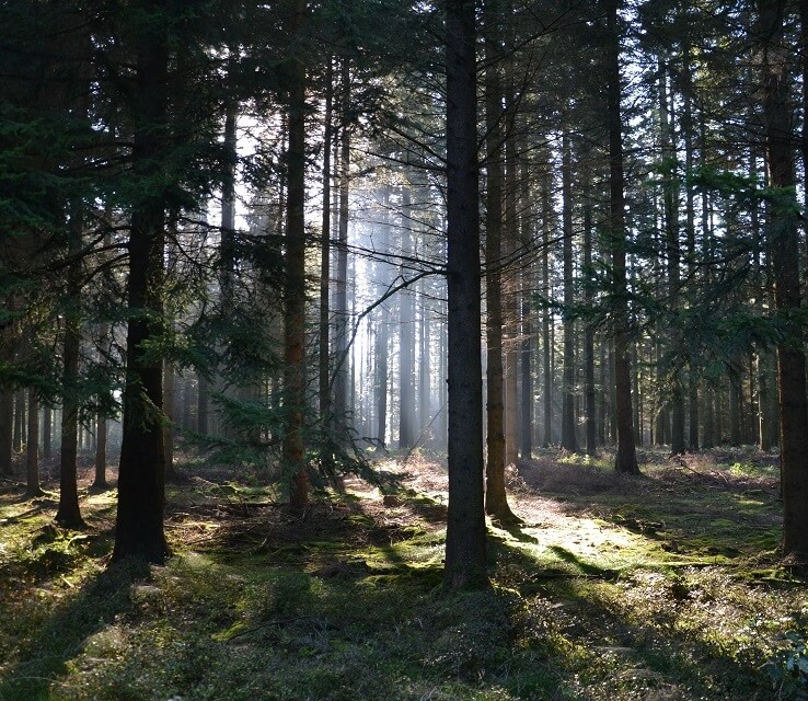 La forêt belge - Hout Info Bois