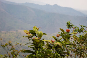 La gestion durable des forêts tropicales en Afrique